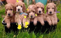 Miniature Poodle dogs for stud: Proven extensively health tested KC RED poodle in Swansea - Image 14