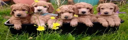 Miniature Poodle dogs for stud: Proven extensively health tested KC RED poodle in Swansea - Advert 14