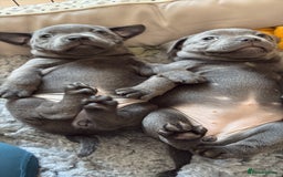 Staffordshire Bull Terrier dogs for sale: 3 chunky puppies  - Image 4