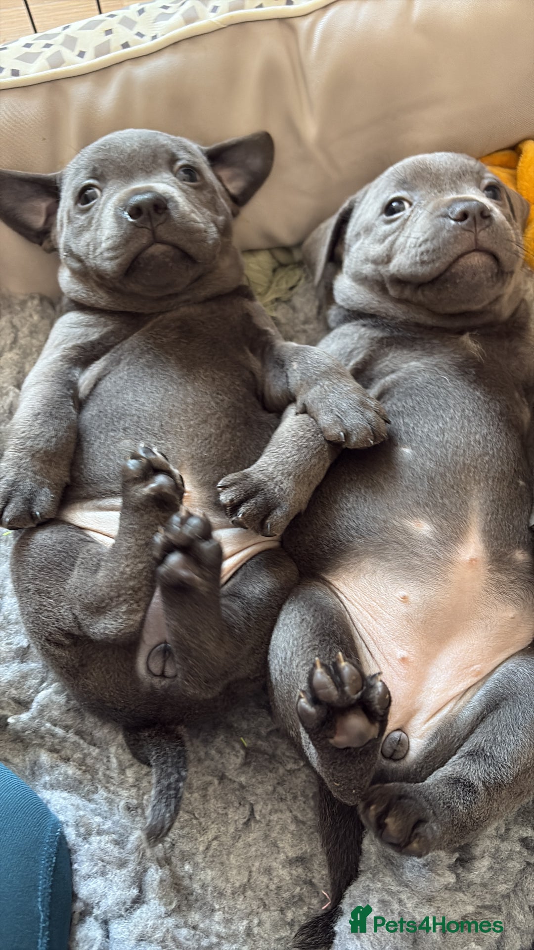 Staffordshire Bull Terrier dogs for sale: 3 chunky puppies  - Image 4