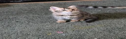 Bengal cats for sale: FULL CASHMERE FEMALE  - Advert 2