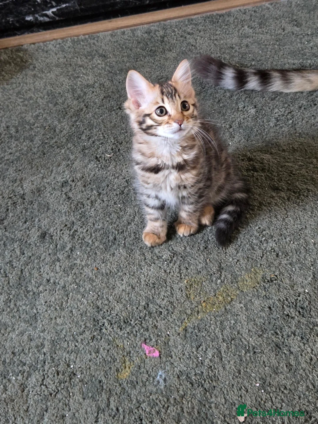 Bengal cats for sale: FULL CASHMERE FEMALE  - Advert 2