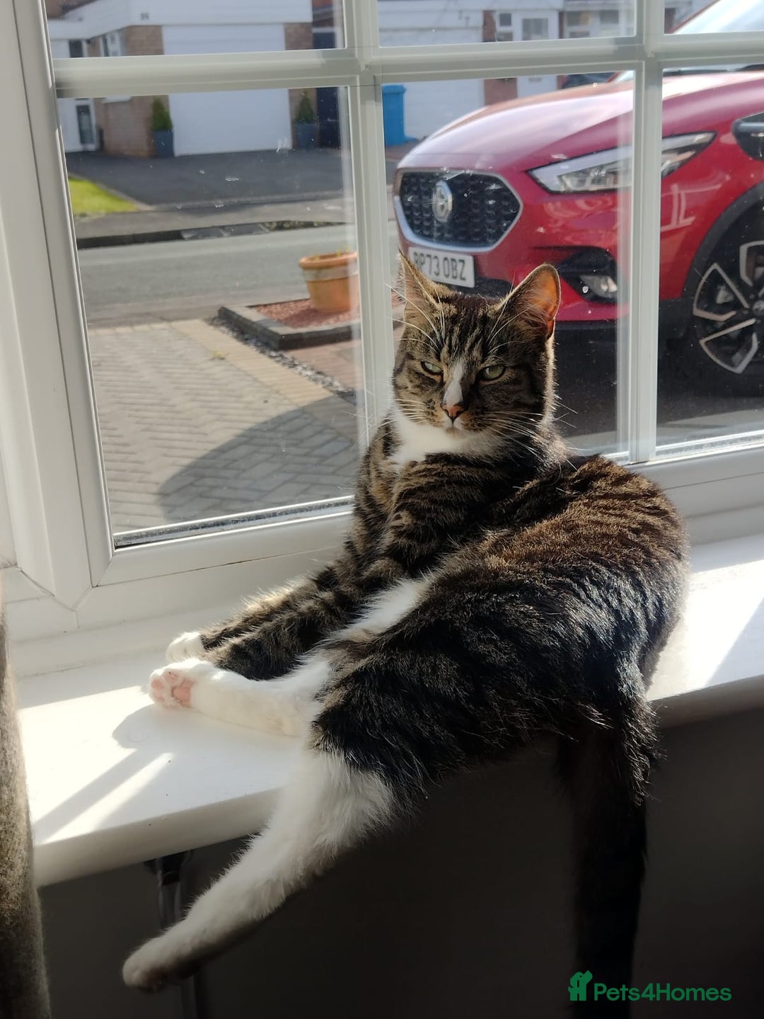 Mixed Breed cats for sale: Loki- 4 year old male  - Image 1