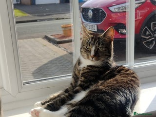 Mixed Breed cats - Advert 7
