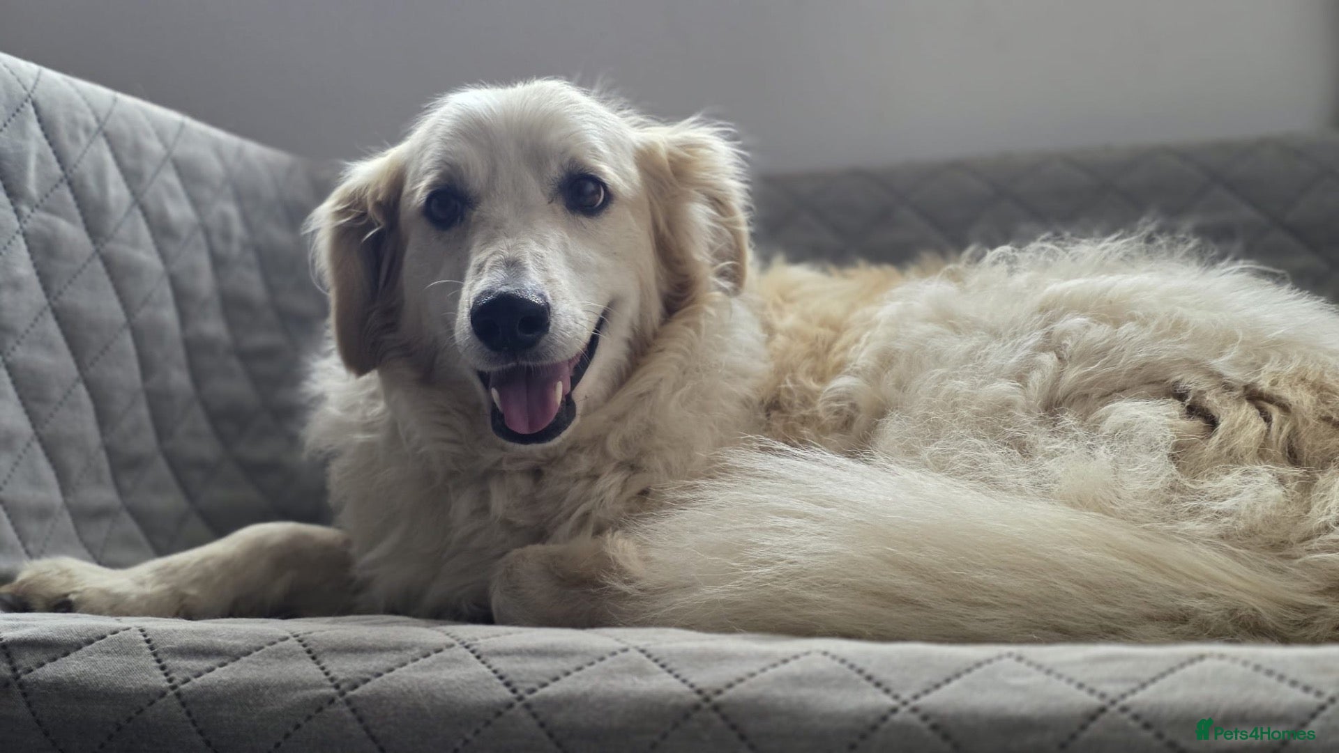 Mixed Breed dogs Gorgeous Catie 💜 Looking for her Soul mate - Advert 12