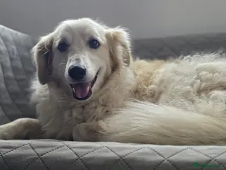 Mixed Breed dogs Gorgeous Catie 💜 Looking for her Soul mate - Advert 12