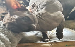 Sphynx cats for sale: Beautiful 2 yr old sphynx boy - Image 7