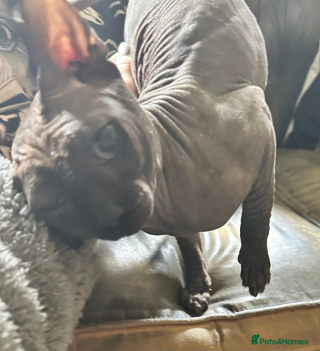 Sphynx cats for sale: Beautiful 2 yr old sphynx boy - Image 7
