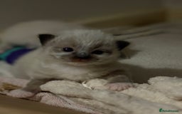Ragdoll cats for sale: Beautiful Ragdoll kittens - Image 11