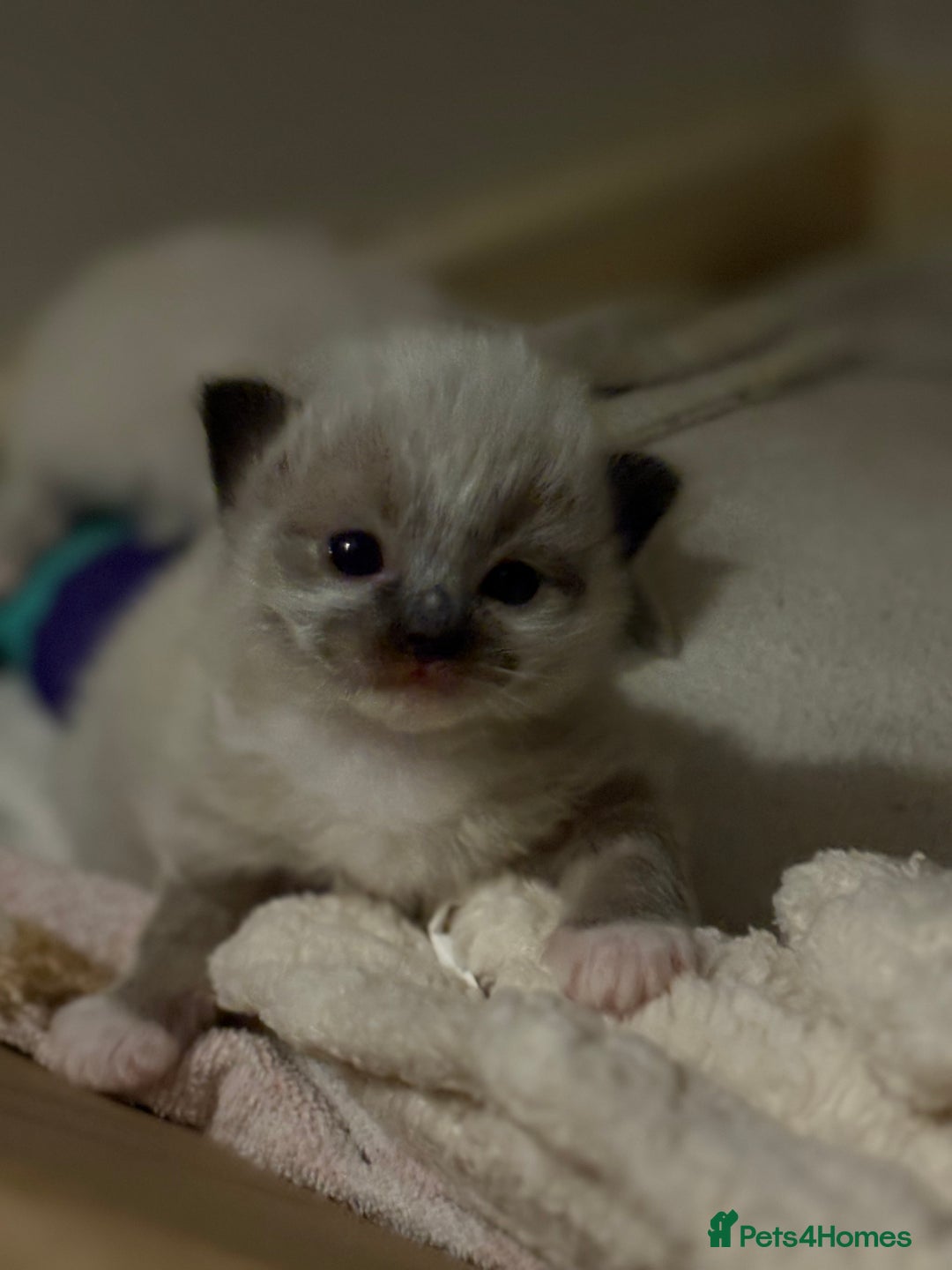 Ragdoll cats for sale: Beautiful Ragdoll kittens - Image 11