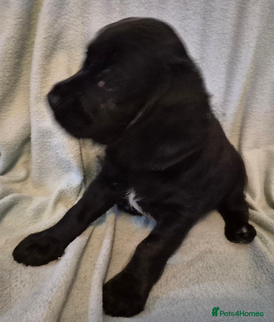 Mixed Breed dogs for sale: Beagle cross puppies for sale - Advert 22