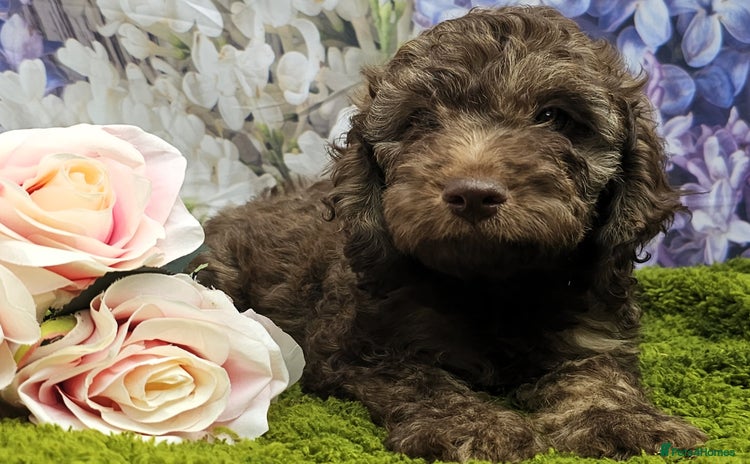 Cockapoo dogs - Advert 1