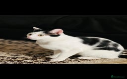 Domestic Shorthair cats for sale: Mila, a beautiful cat - Image 3