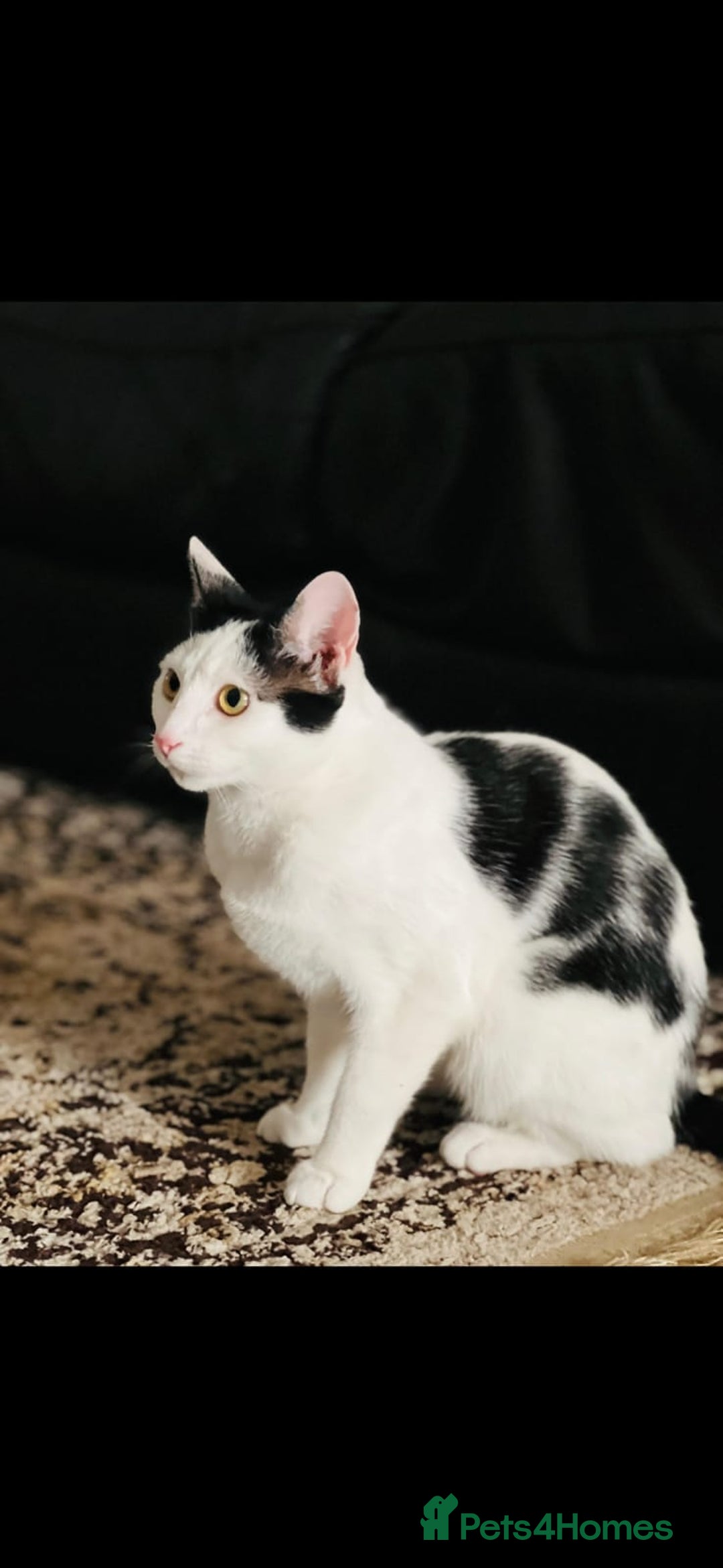 Domestic Shorthair cats for sale: Mila, a beautiful cat - Image 3