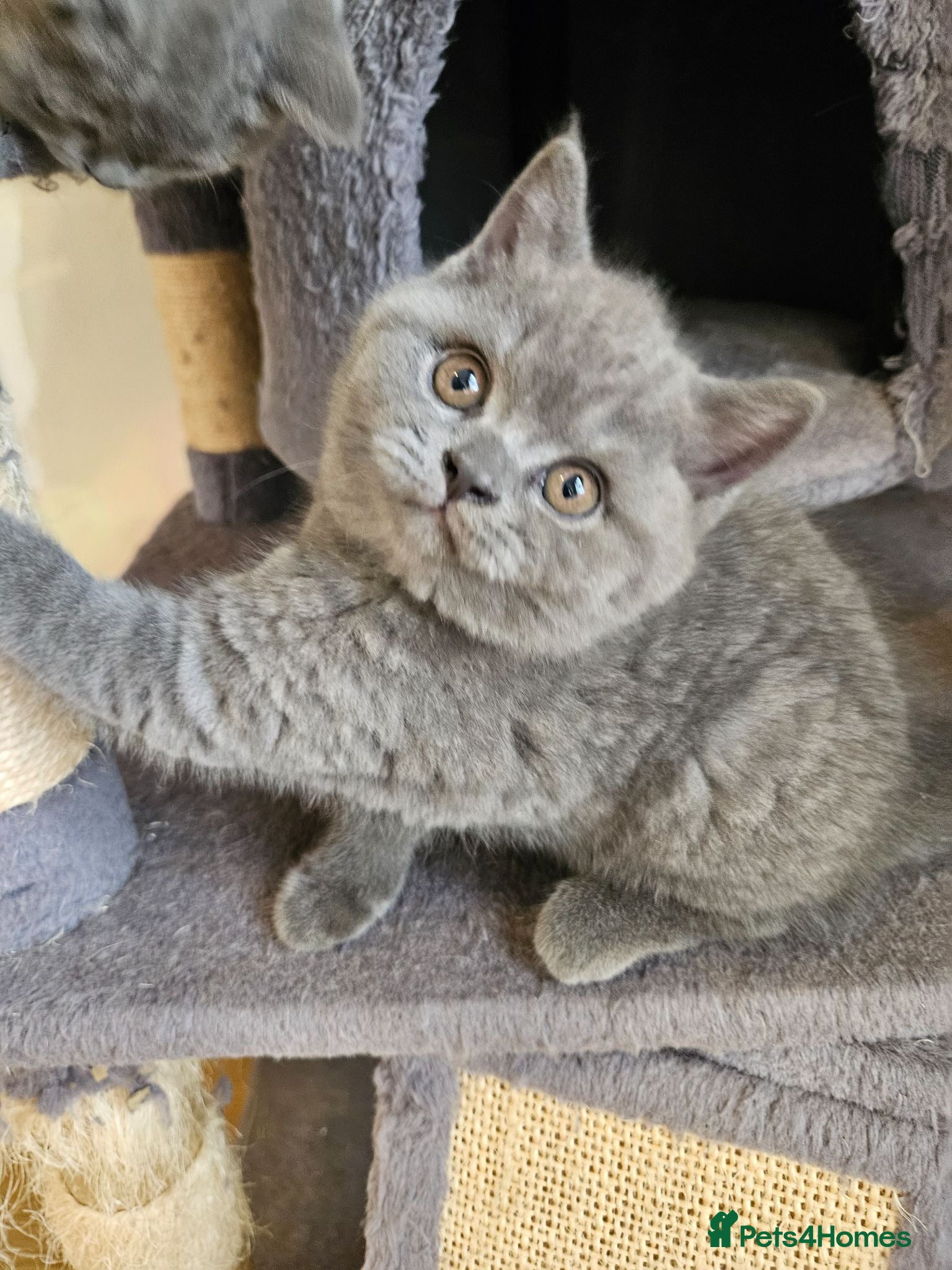 British Shorthair cats Champion lines British Shorthair kittens  - Advert 1