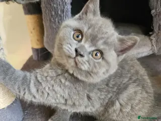 British Shorthair cats Champion lines British Shorthair kittens - Advert 1