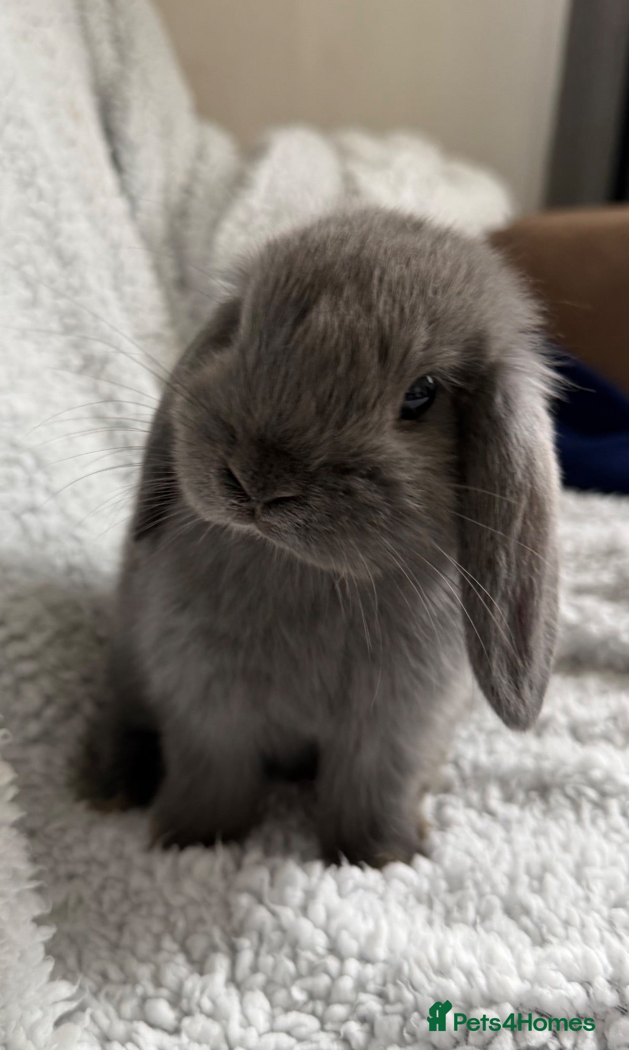 Mini Lop rabbits Mini lop rabbits  - Advert 12