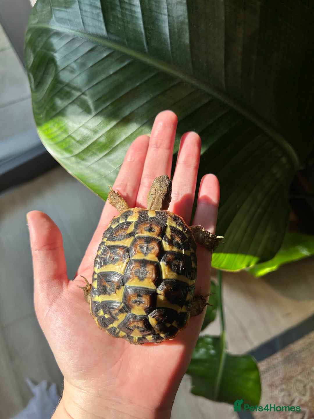 Hermann Tortoise reptiles for sale: Two Dwarf Hermann Tortoises & full set-up - Image 4