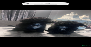 Yorkiepoo dogs Ready now last, loveing, beautiful boys Yorkipoo - Advert 3