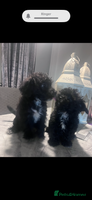 Yorkiepoo dogs Ready now last, loveing, beautiful boys Yorkipoo - Advert 3