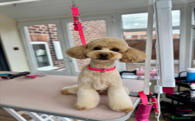 Miniature Poodle dogs in Doncaster - Advert 16