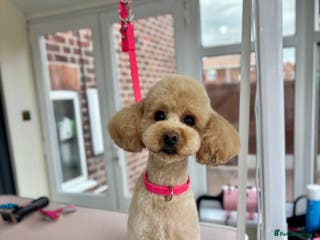 Miniature Poodle dogs Proven - KC REG MINIATURE POODLE STUD 🐩🐾 in Doncaster - Advert 11