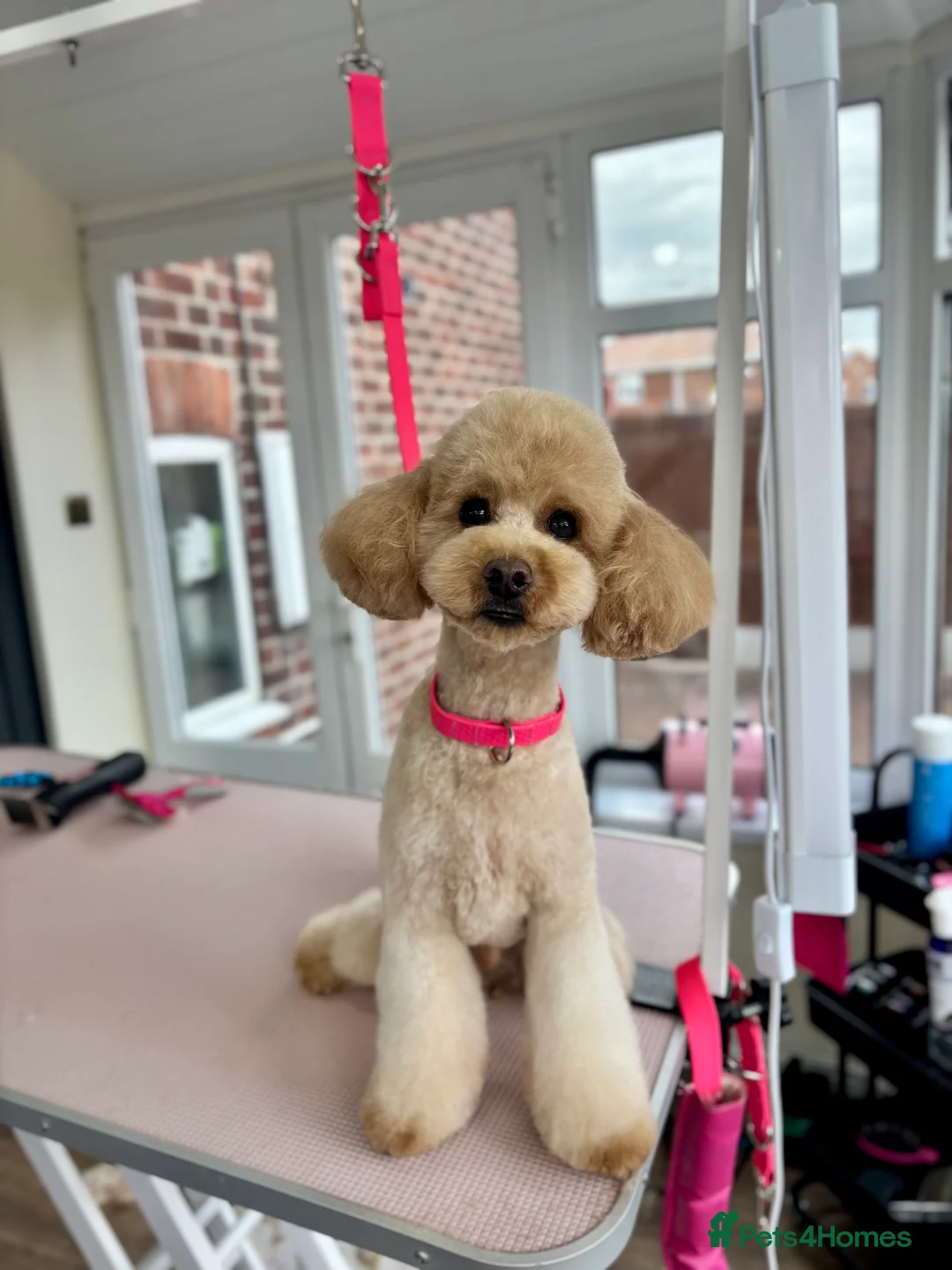 Miniature Poodle dogs for stud: Proven - KC REG MINIATURE POODLE STUD 🐩🐾 in Doncaster - Advert 4