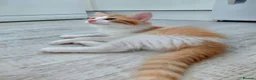 Mixed Breed cats for sale: Lovely kittens looking for a new home 💚 - Advert 6