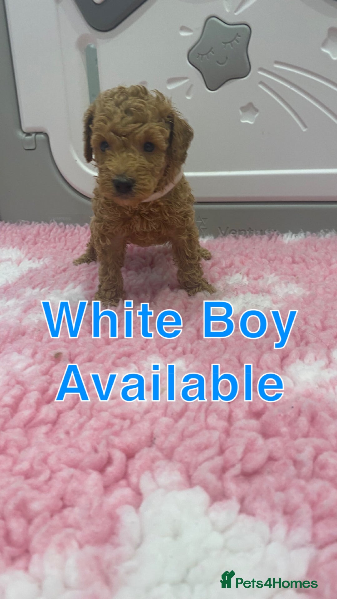 Labradoodle dogs for sale: Multi- Generation Toy/Mini parti Labradoodles   - Advert 35