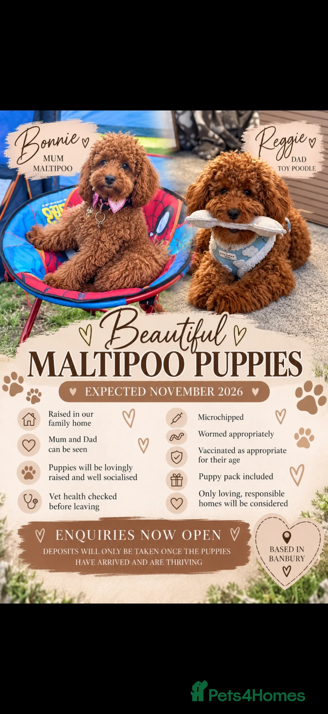Maltipoo dogs for sale: Maltipoo  - Advert 8