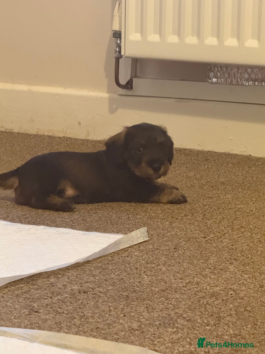 Mixed Breed dogs for sale: Mixed breed puppy for sale - Advert 4