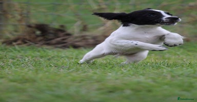 English Springer Spaniel dogs - Advert 7