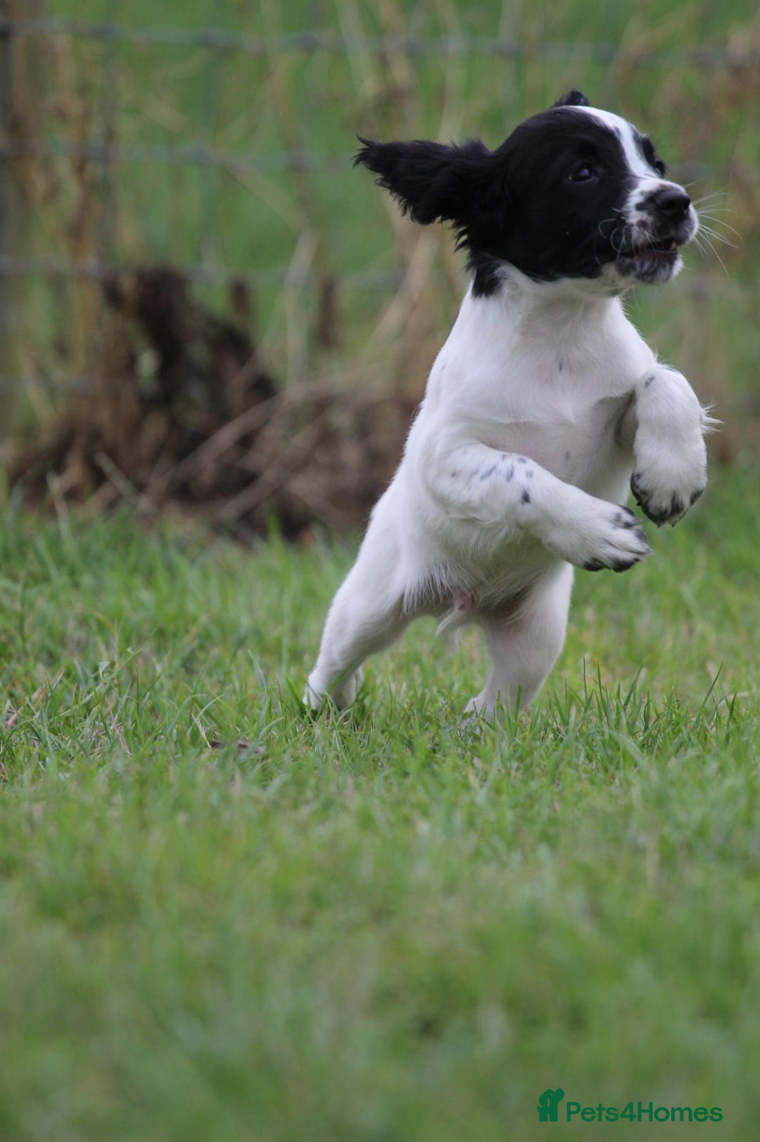 English Springer Spaniel dogs for sale: Ftch KC Springer Spaniels! - Image 3