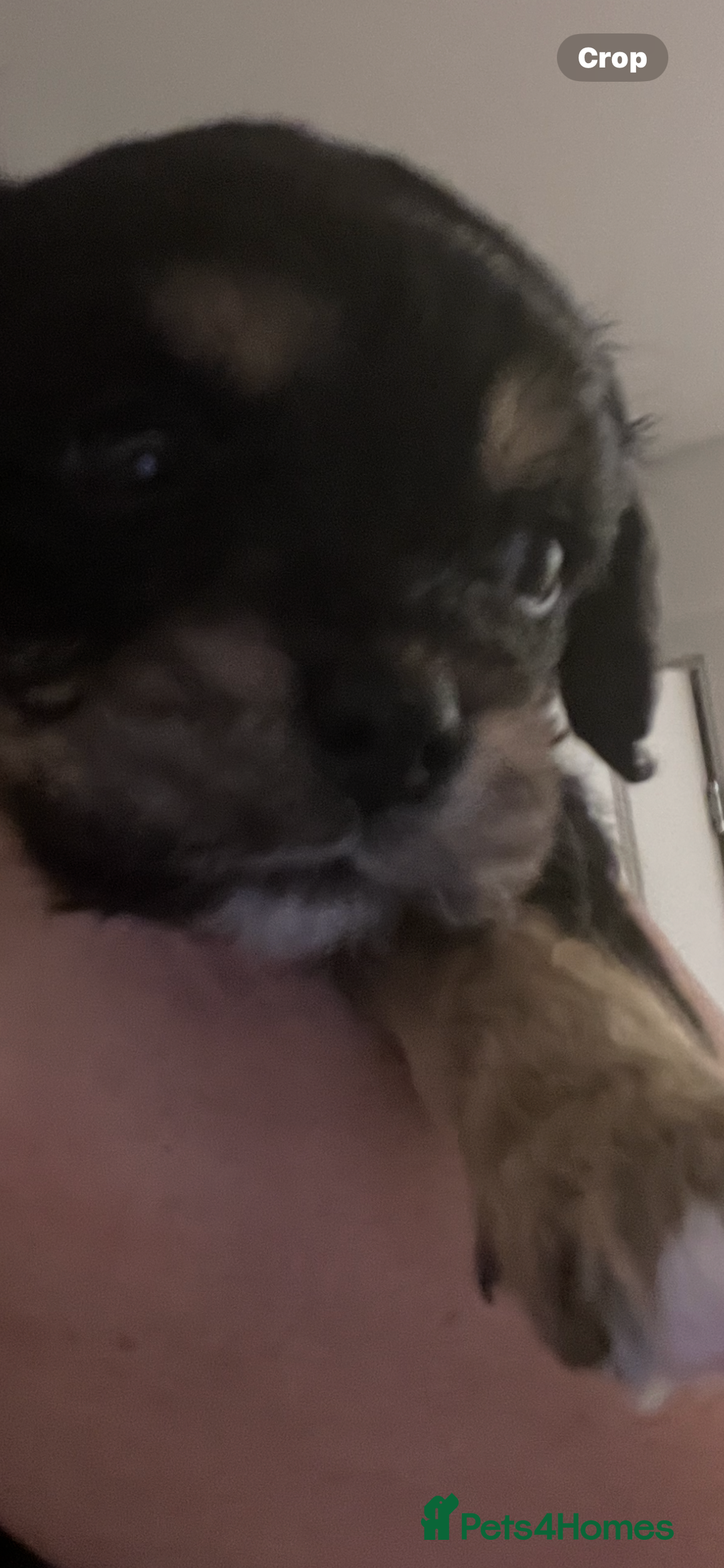 Cavapoo dogs for sale: STUNNING F1b REVERSE Cavapoos - Advert 25