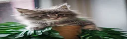 Maine Coon cats for sale:  Chunky full Maine coon kittens ready now   £795 - Advert 7