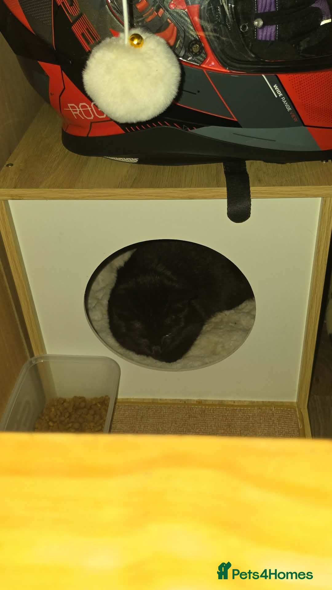Mixed Breed cats 2 black kittens - Advert 1