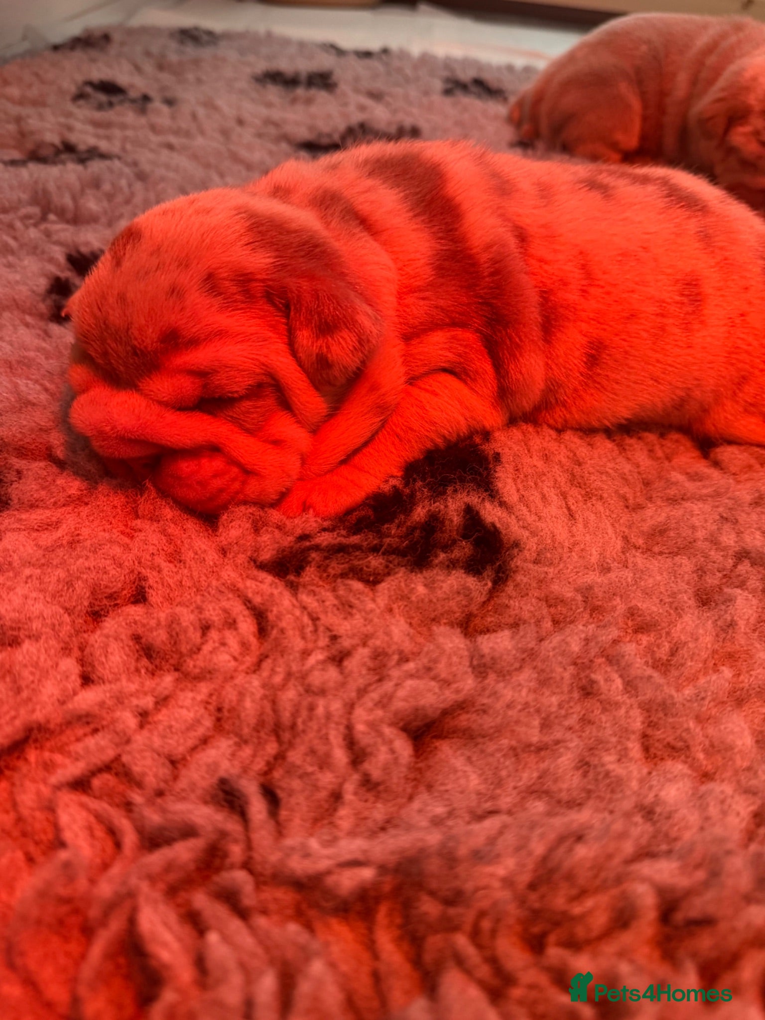 English Bulldog dogs 🔥 Epic Bullyz Major Daughter X Posher Turkish 🔥  - Advert 2