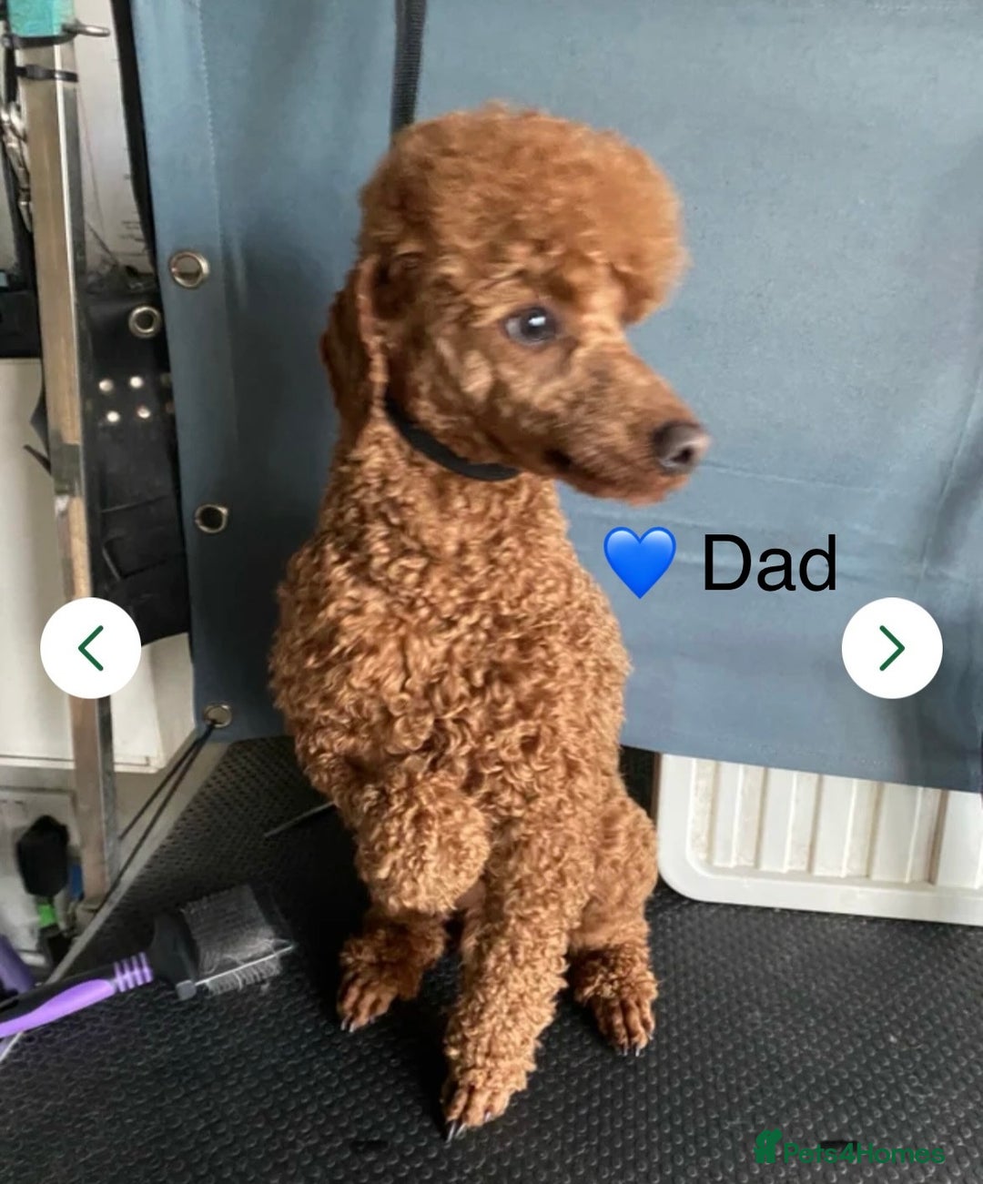 Cavapoo dogs for sale: Stunning Deep Red Health Tested F1 Cavapoos - Advert 8