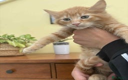 Maine Coon cats for sale: Maine coon cross kittens  - Image 15