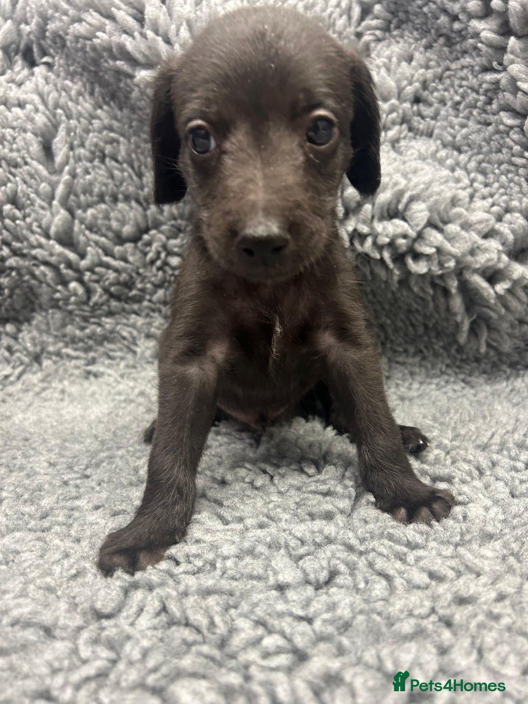 Mixed Breed dogs for sale: GENUINE BEDDY WHIPPETS 2 BOYS LEFT - Advert 23