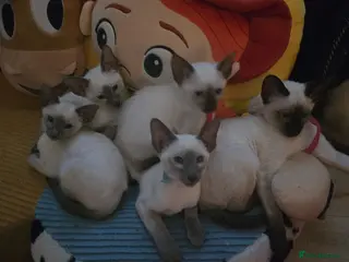 Siamese cats Adorable little fur babies - Advert 1