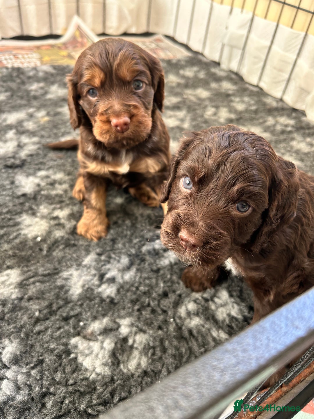 Cocker Spaniel dogs for sale: Beautiful cocker spaniel pups  - Advert 10