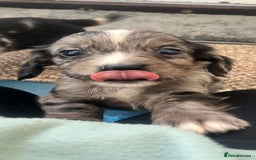 Cocker Spaniel dogs for sale: Working cocker spaniel puppies - Image 17