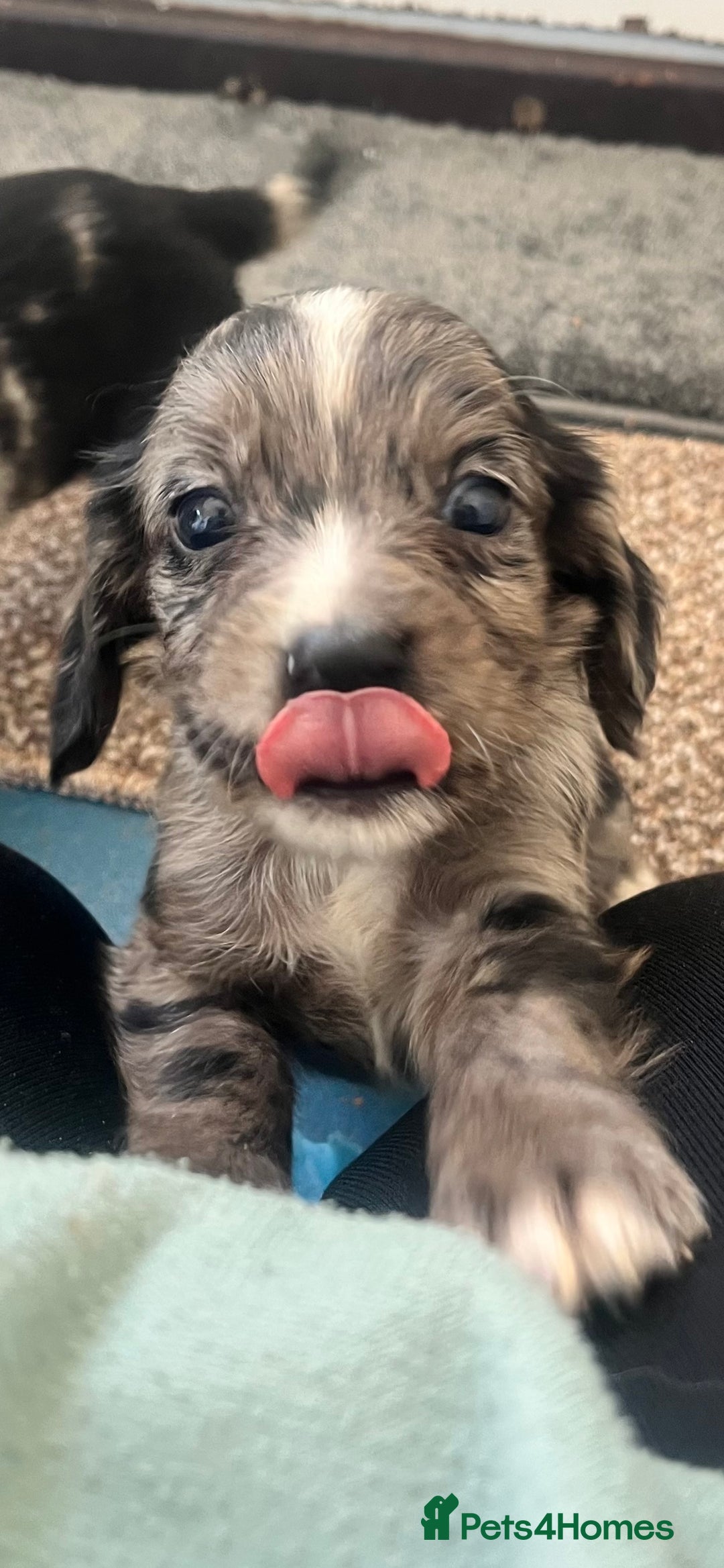 Cocker Spaniel dogs for sale: Working cocker spaniel puppies - Image 17