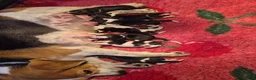 Beagle dogs for sale: Stunning litter kc reg Beagle puppies - Advert 7