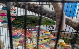 Parakeets birds for sale: Female Lineolated Parakeet - Image 2