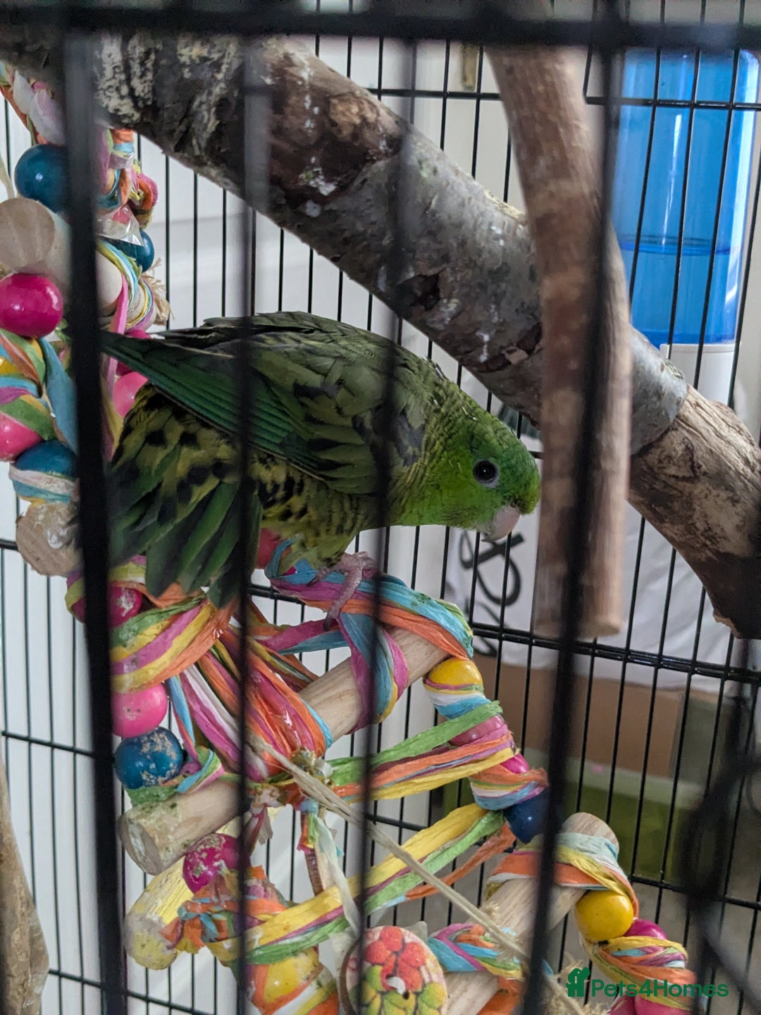 Parakeets birds for sale: Female Lineolated Parakeet - Image 2