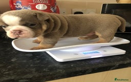 English Bulldog dogs for sale: Stunning English bulldogs - Image 5