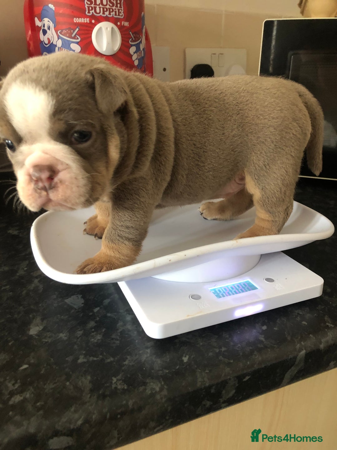 English Bulldog dogs for sale: Stunning English bulldogs - Image 5