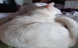 Turkish Angora cats for sale: Beautiful 14 month Pure White Boy - Image 5